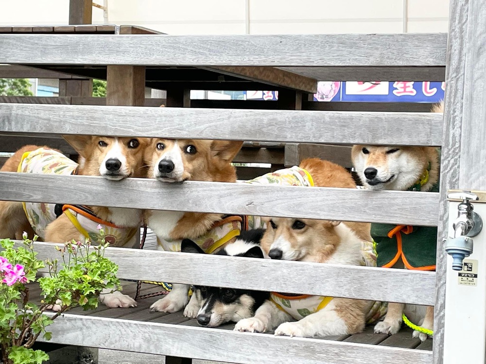 ペット