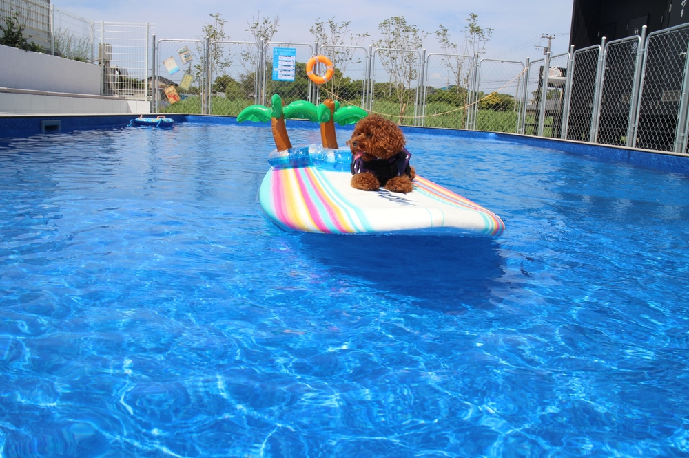 Dog pool village富津海岸写真