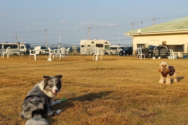 海、温泉、ドッグラン、…の写真