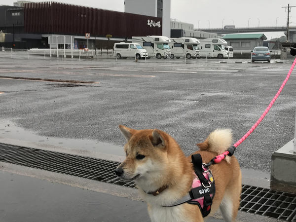 愛犬の里帰りの写真