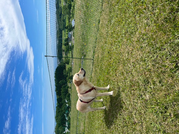 初夏の香りを満喫できま…の写真