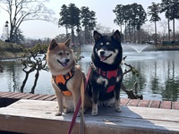 豆柴犬2